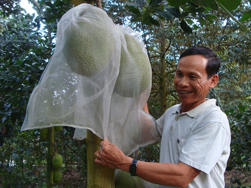 Màu sắc trong rất dễ quan sát sự sinh trưởng của trái cây
