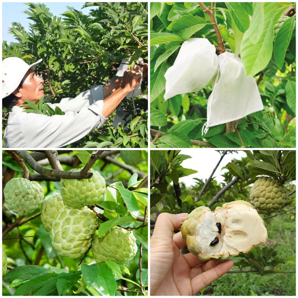 Túi vải không dệt được sử dụng nhiều trong ngành trồng trọt
